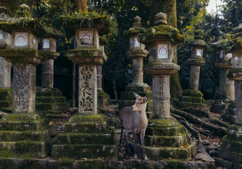 pexels-lorenzo-castellino-61076802-33229943