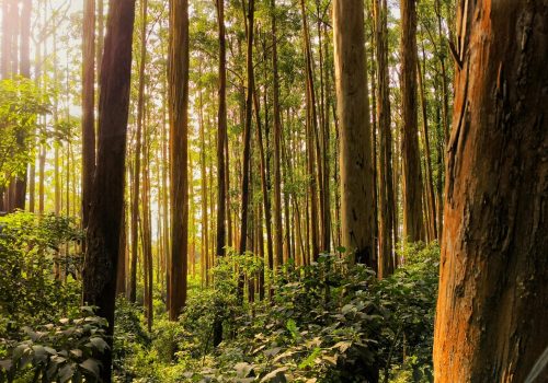 pexels-nikky-vaidya-436486308-31029899