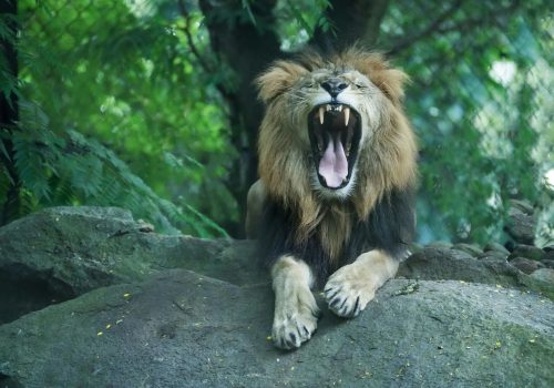 pexels-shootsaga-31030244